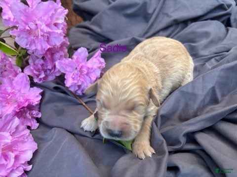 Golden Retriever dogs Sadie - Ad 2