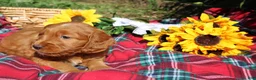 Mixed Breed dogs for sale: Posey - Irish Goldendoodle  - Ad 10