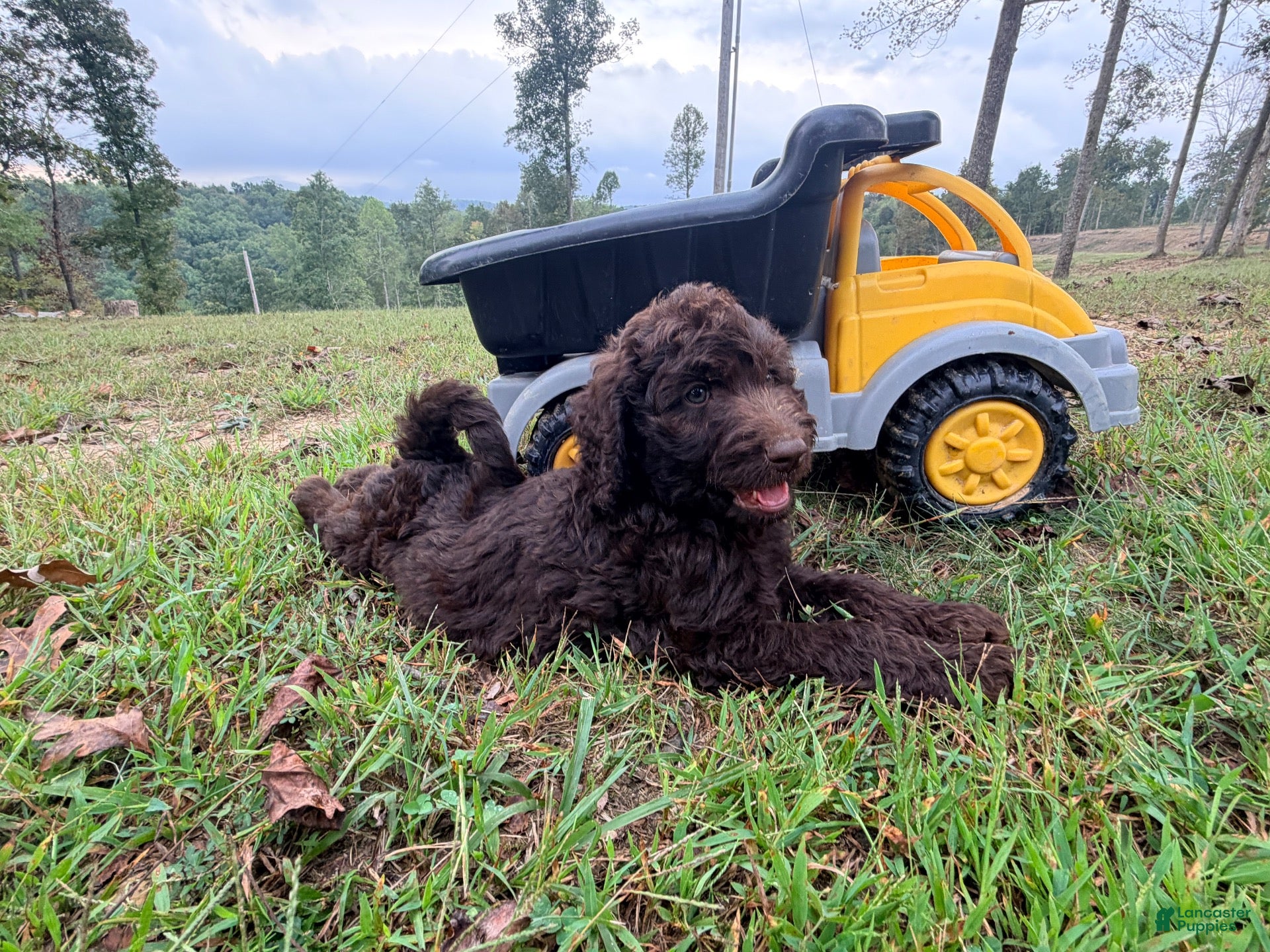 Goldendoodle dogs for sale: Hershey - Ad 2