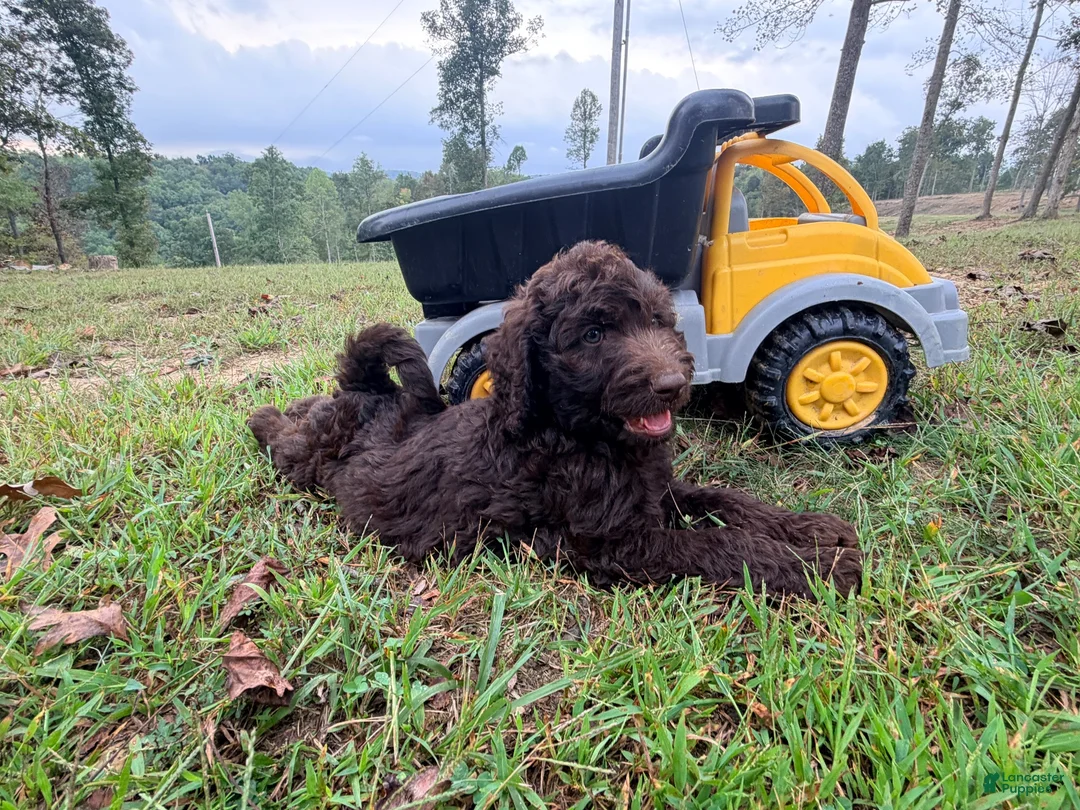 Goldendoodle dogs for sale: Hershey - Ad 2