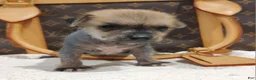 Mixed Breed dogs for sale: Chico  - Ad 4