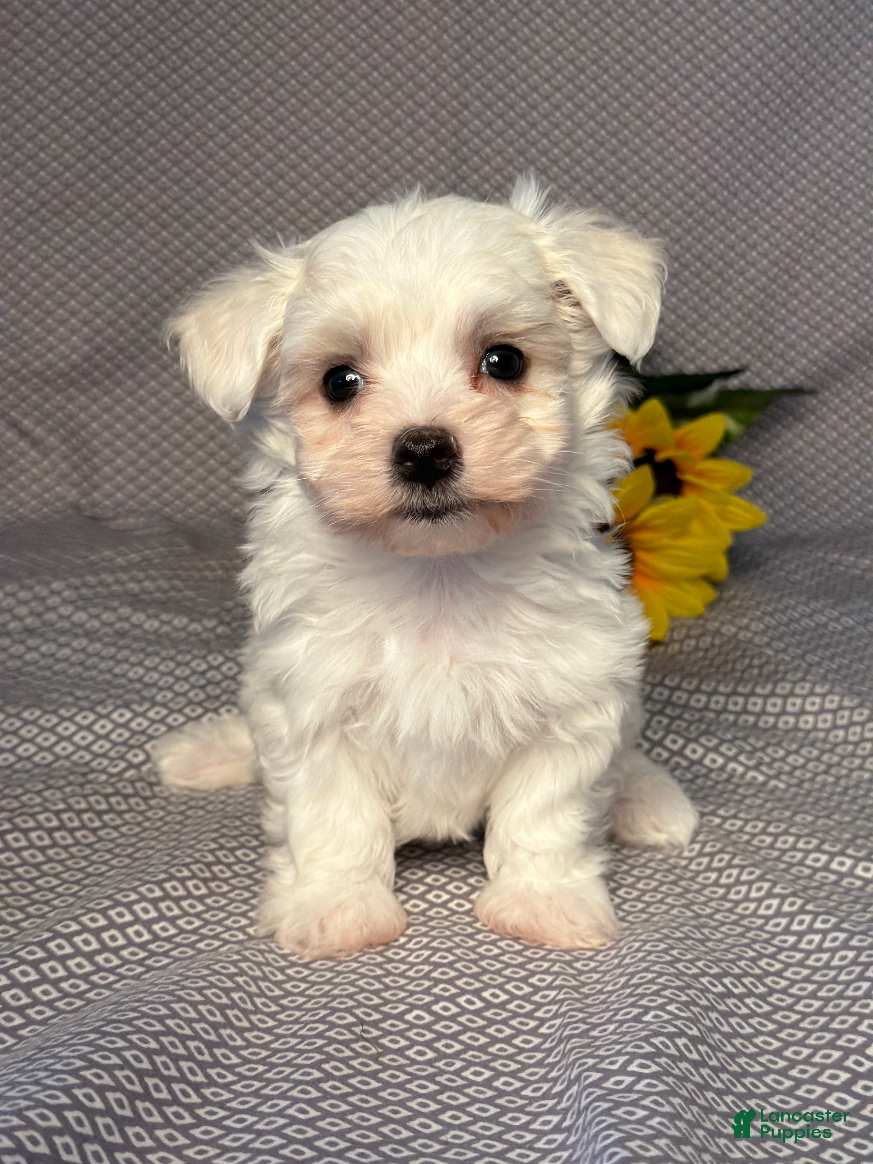 Maltese dogs Rocky - Ad 1