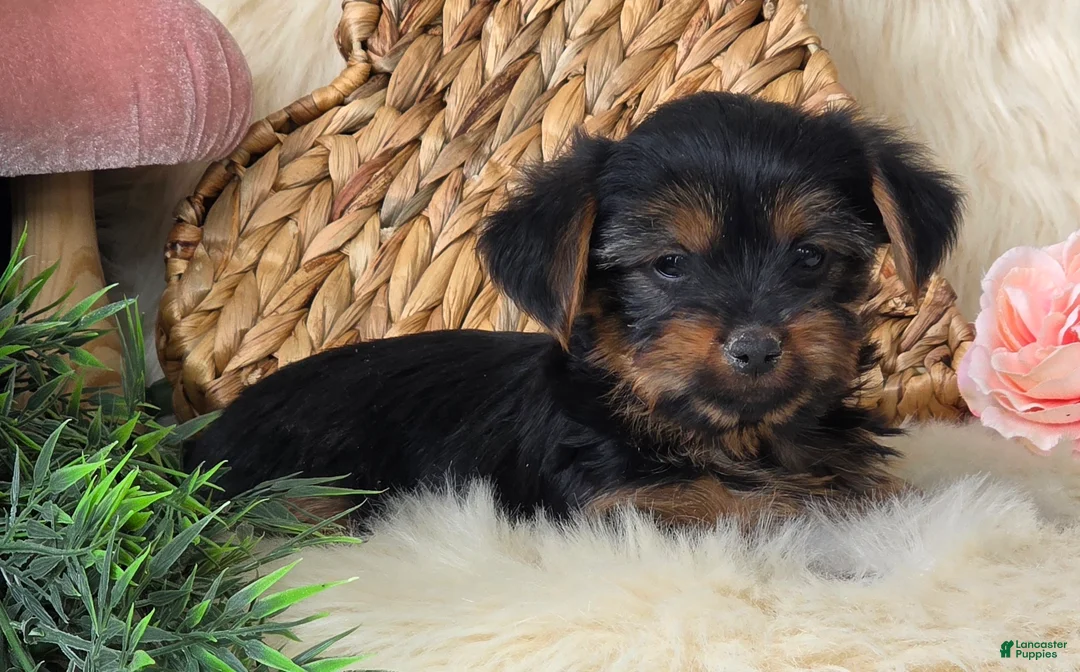 Yorkshire Terrier dogs for sale: Nutmeg  - Ad 5