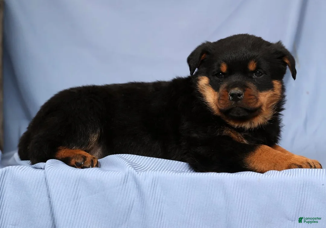 Rottweiler dogs for sale: Lucy - Ad 5