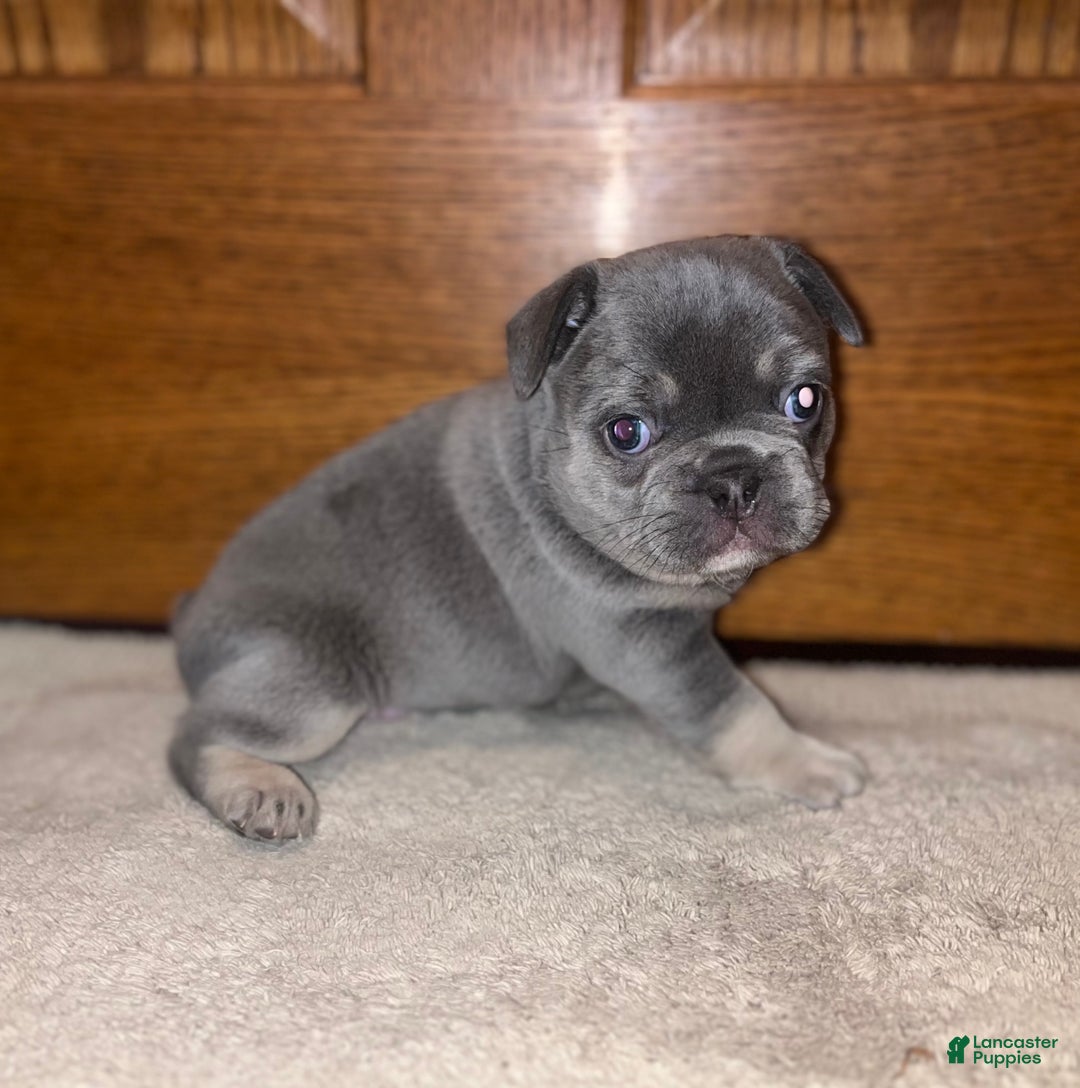 French Bulldog dogs for sale: French Bulldog Puppy 1 - Ad 7