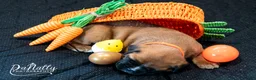 Boxer dogs for sale: Boxer Puppy 3 - Ad 3