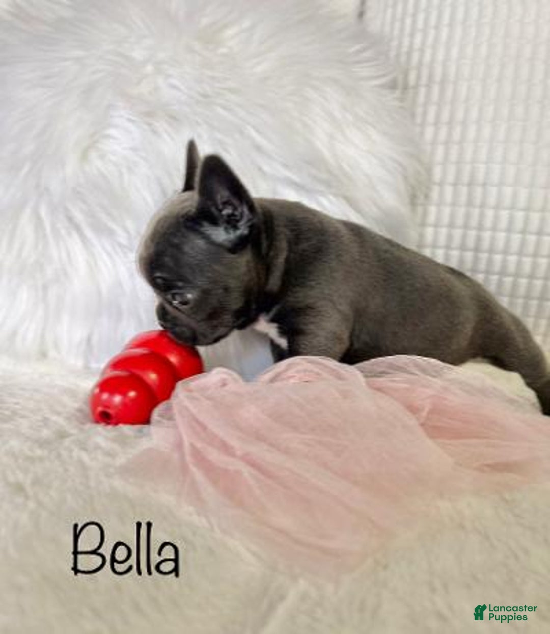 Mixed Breed dogs for sale: Bella - Ad 11