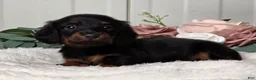 Miniature Dachshund dogs for sale: Jasper - Ad 6
