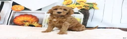 Mini Goldendoodle dogs for sale: Leo - Ad 1