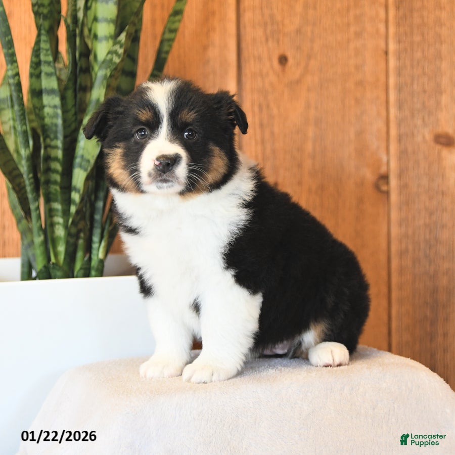 Miniature Australian Shepherd dogs Lady - Ad 1