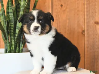Miniature Australian Shepherd dogs Lady - Ad 22