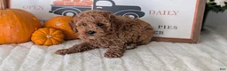 Miniature Poodle dogs for sale: Harper - Ad 10