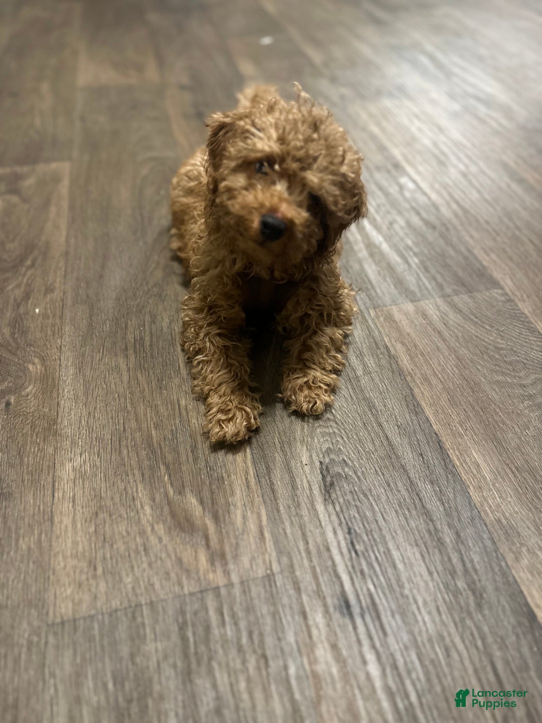 Goldendoodle dogs for sale: Jaxon - Ad 7