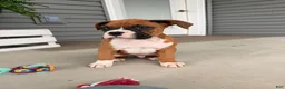 Boxer dogs for sale: Clint  - Ad 2