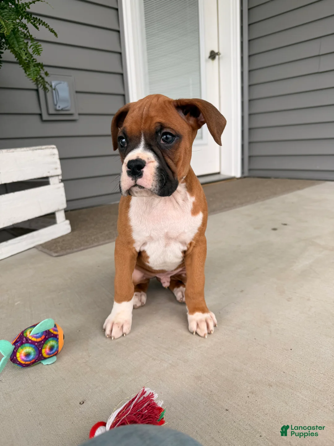 Boxer dogs for sale: Clint  - Ad 2