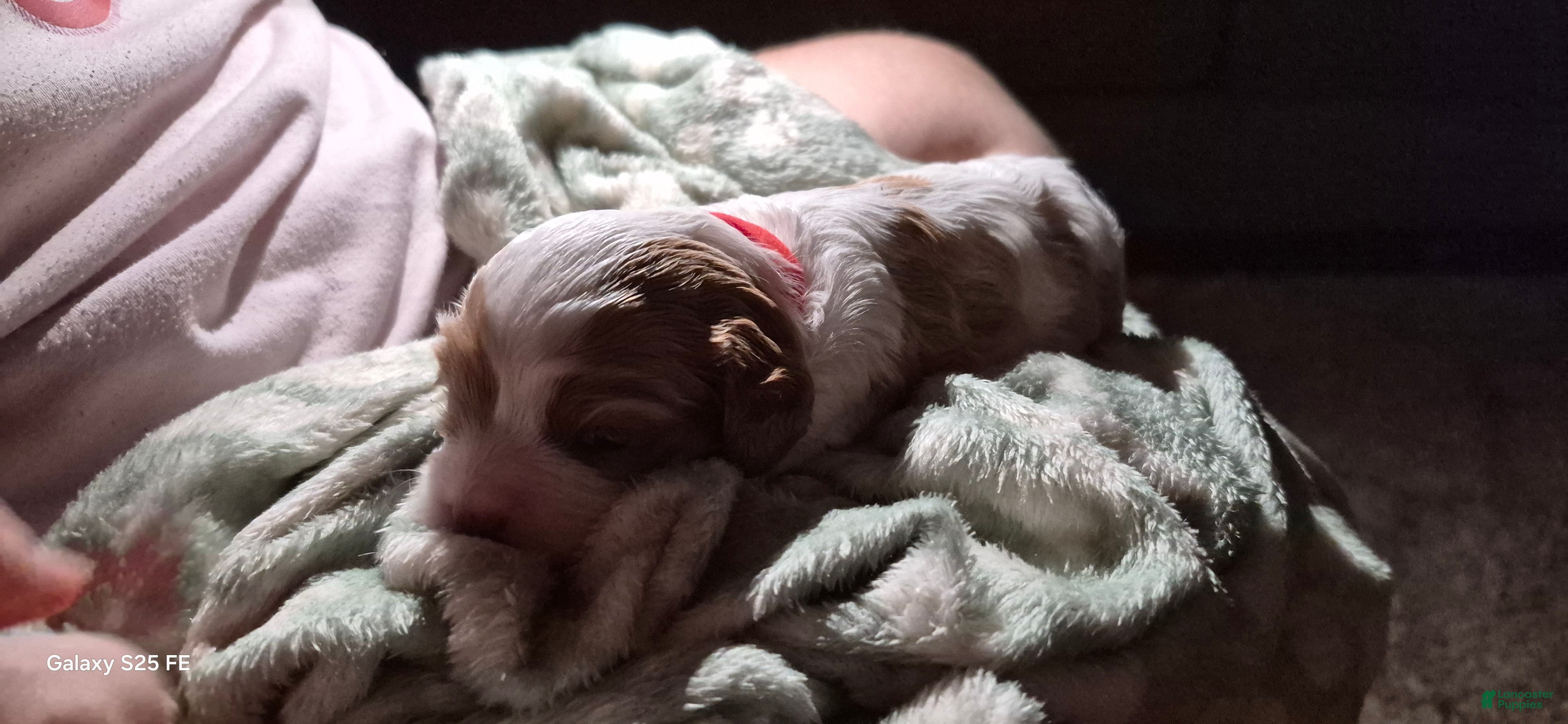 Cavapoo dogs Cavapoo 2 - Ad 2