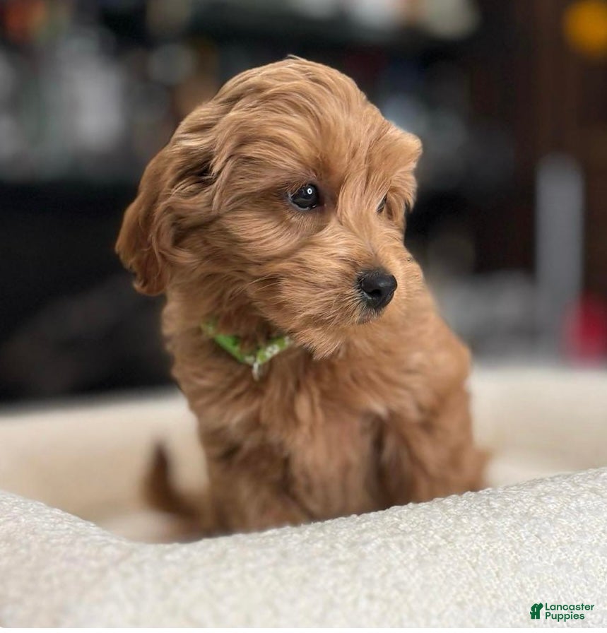 Goldendoodle dogs Kru - Ad 1