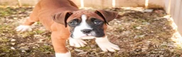Boxer dogs for sale: Cappuccino - Ad 4