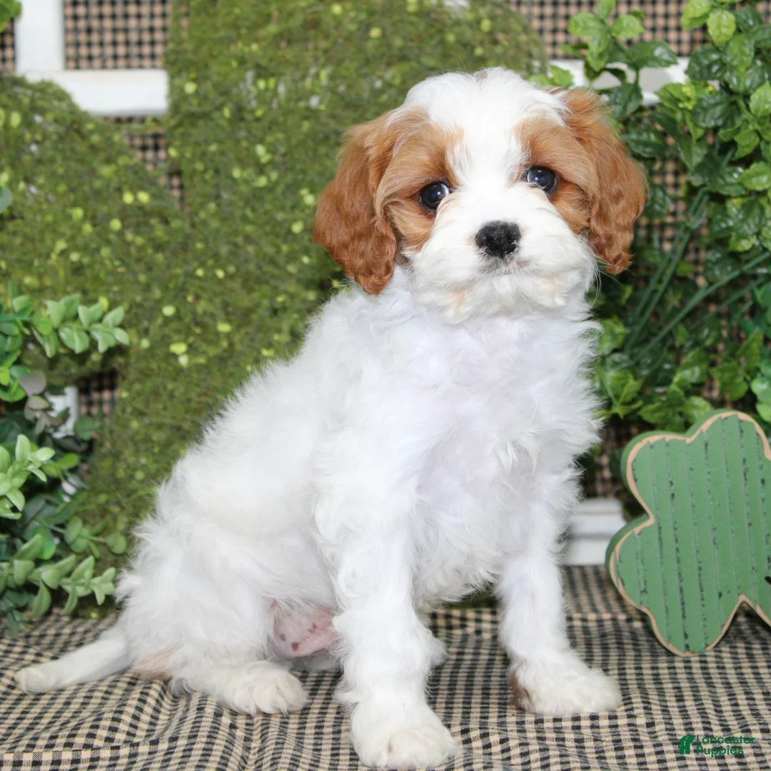 Cavapoo dogs for sale: Archie - Ad 1
