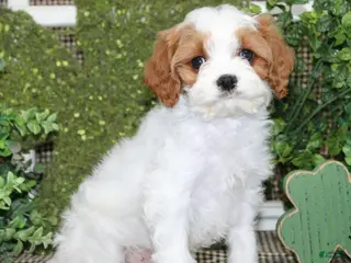 Cavapoo dogs Archie - Ad 18
