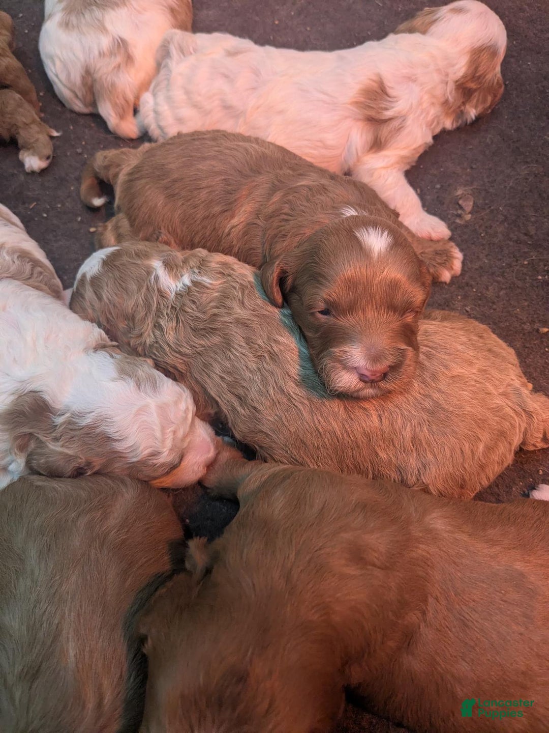 Cavapoo dogs for sale: Ember - F1B Cavapoo Female - Ad 11