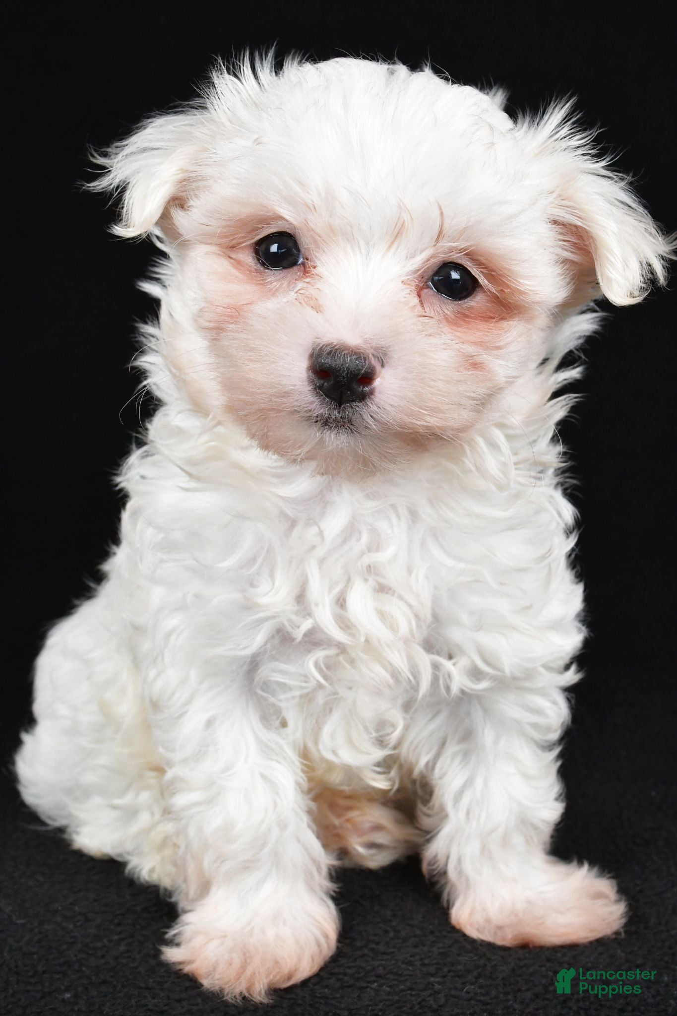 Maltese dogs Bo - Ad 1