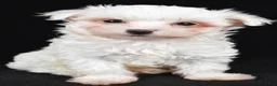 Maltese dogs for sale: Bo - Ad 1
