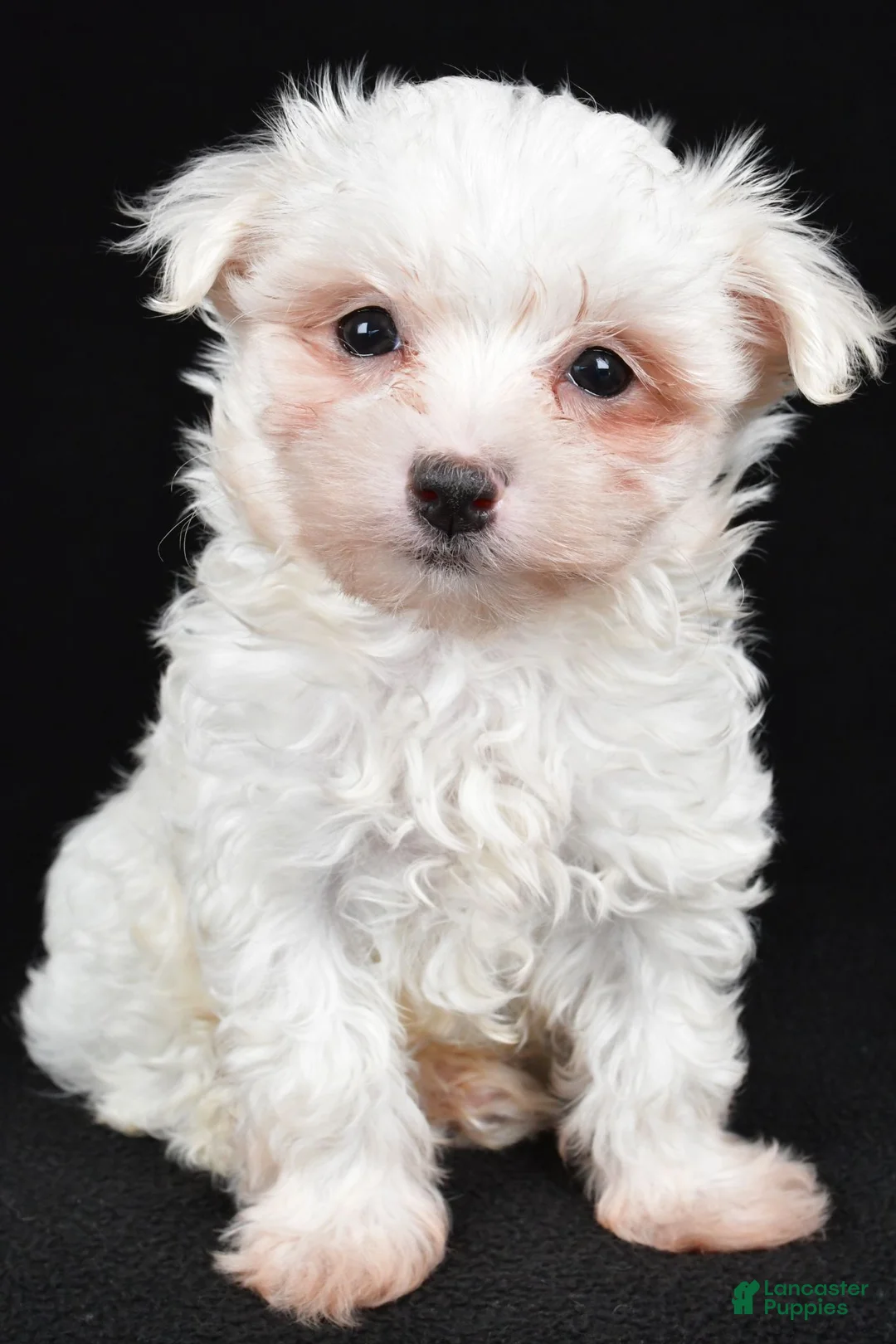 Maltese dogs for sale: Bo - Ad 1