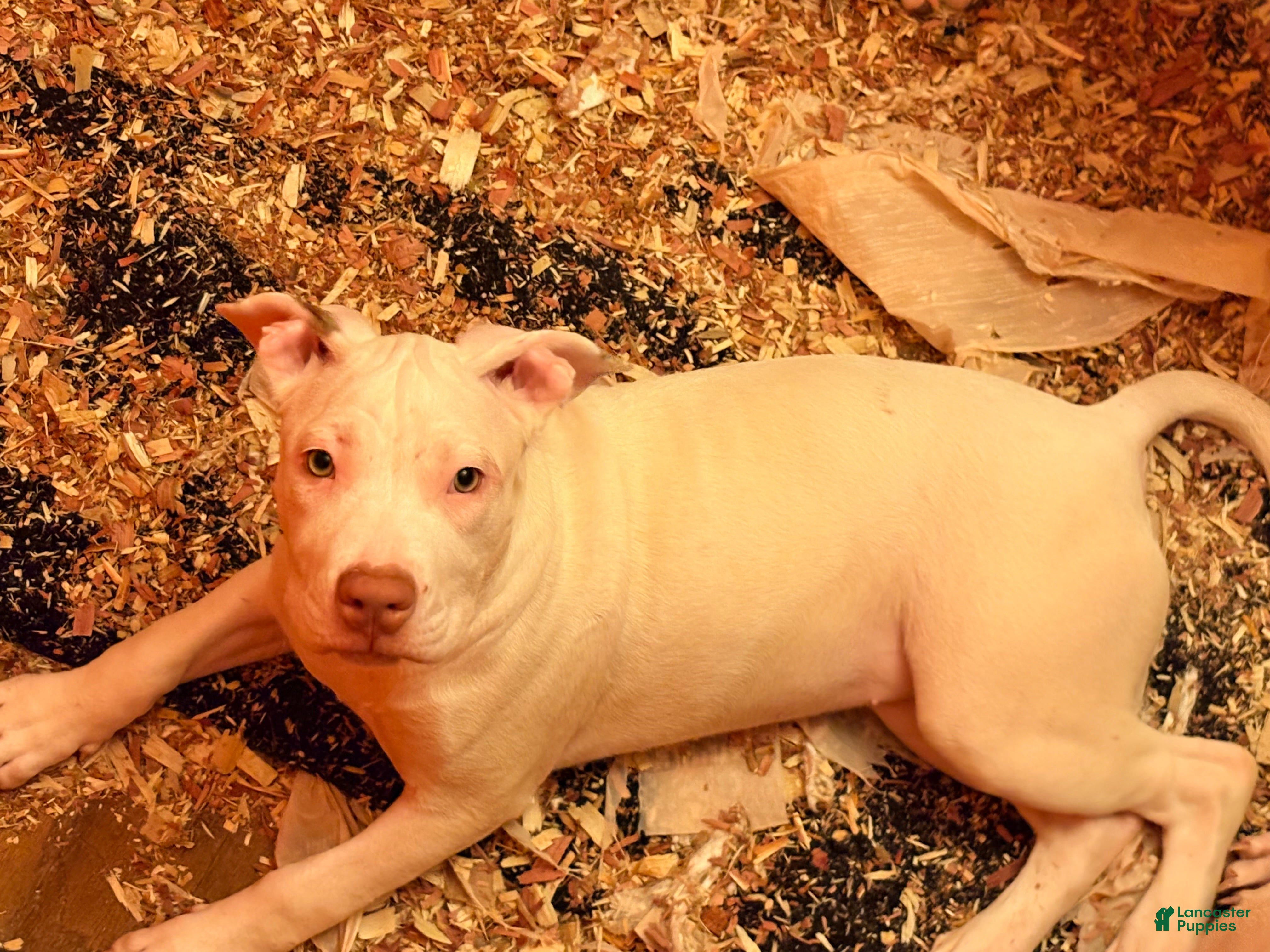 Mixed Breed dogs Mixed Breed 5 - Ad 2