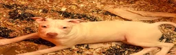 Mixed Breed dogs for sale: Mixed Breed 5 - Ad 8