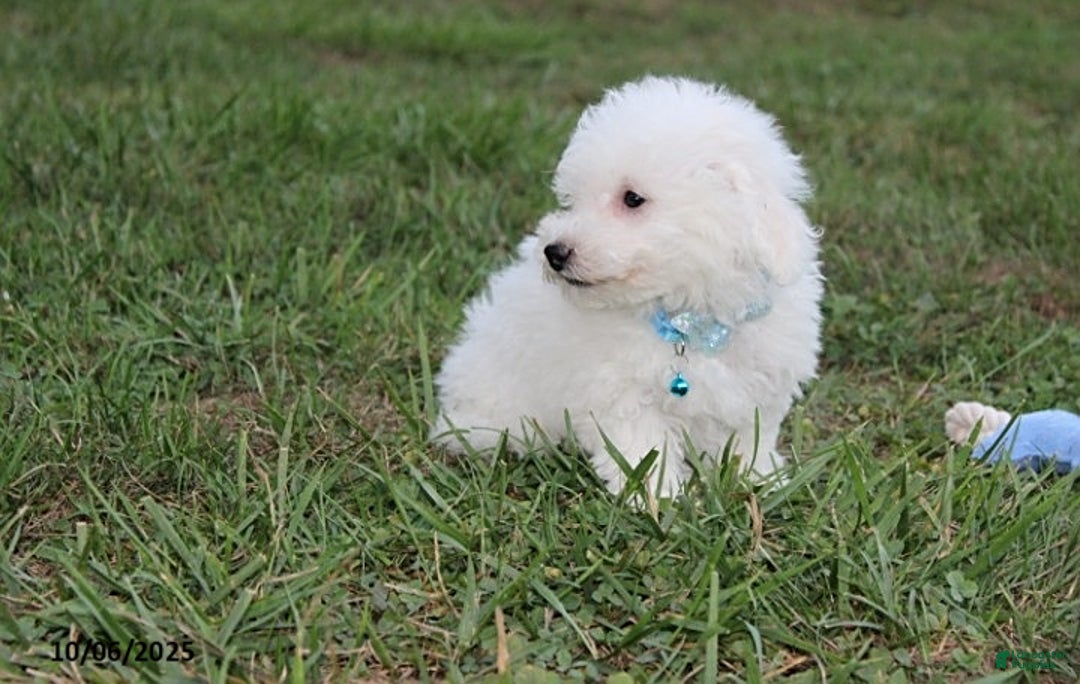 Bichon Frise dogs for sale: Carson - Ad 4