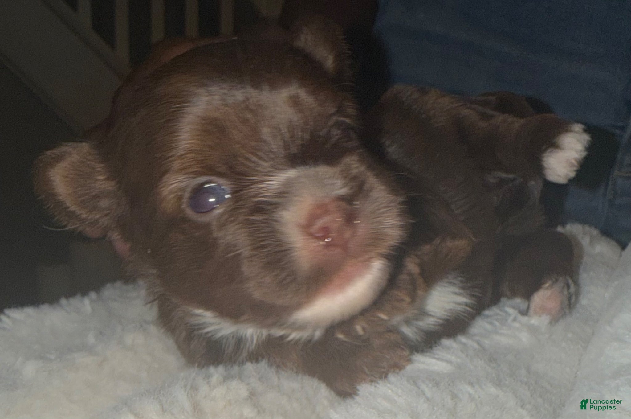 Yorkshire Terrier dogs Kisses - Ad 2