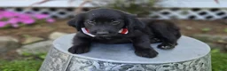 Mixed Breed dogs for sale: Barney - Ad 4