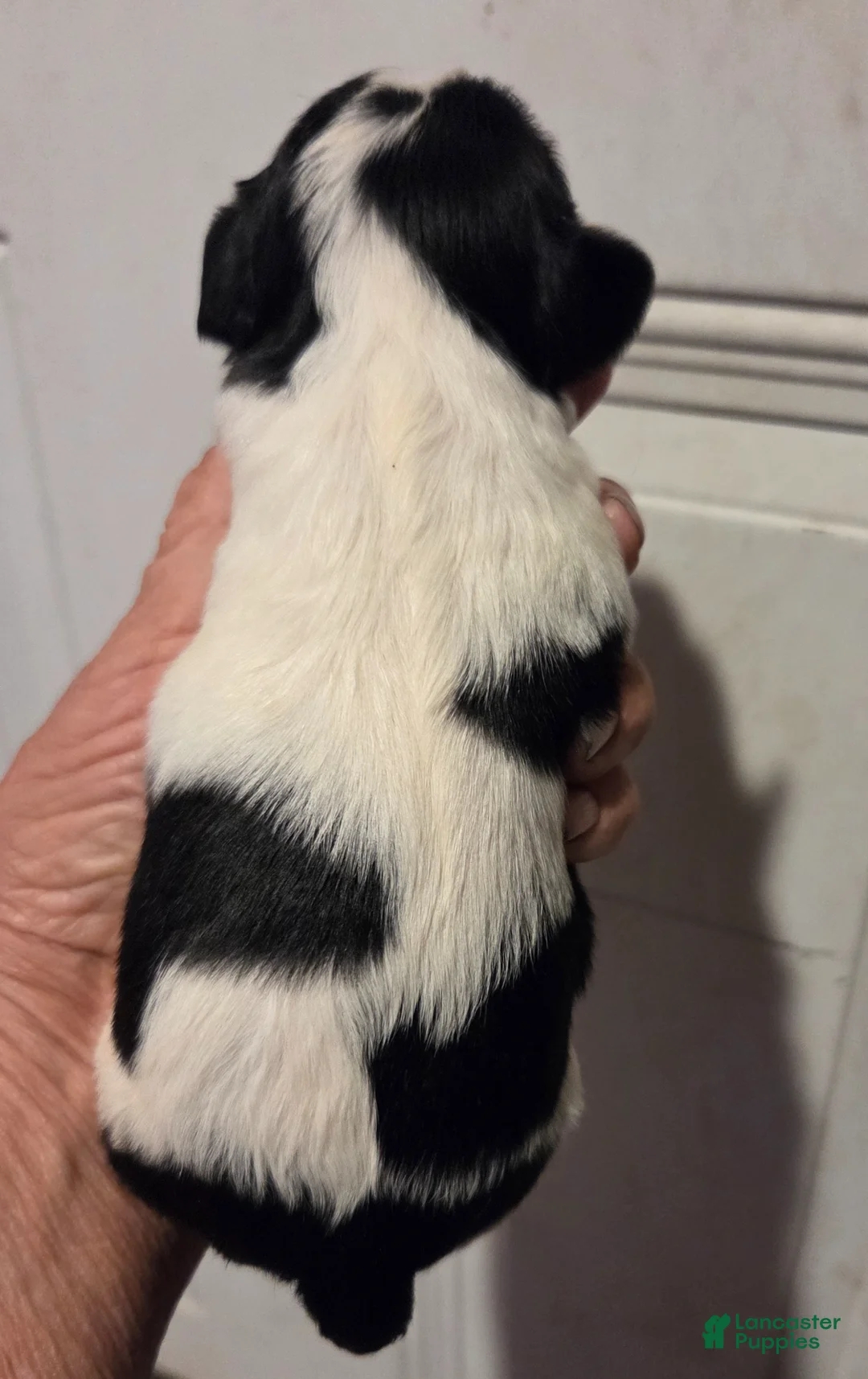 Cavalier King Charles Spaniel dogs for sale: Cavalier King Charles Spaniel Puppy 3 - Ad 2