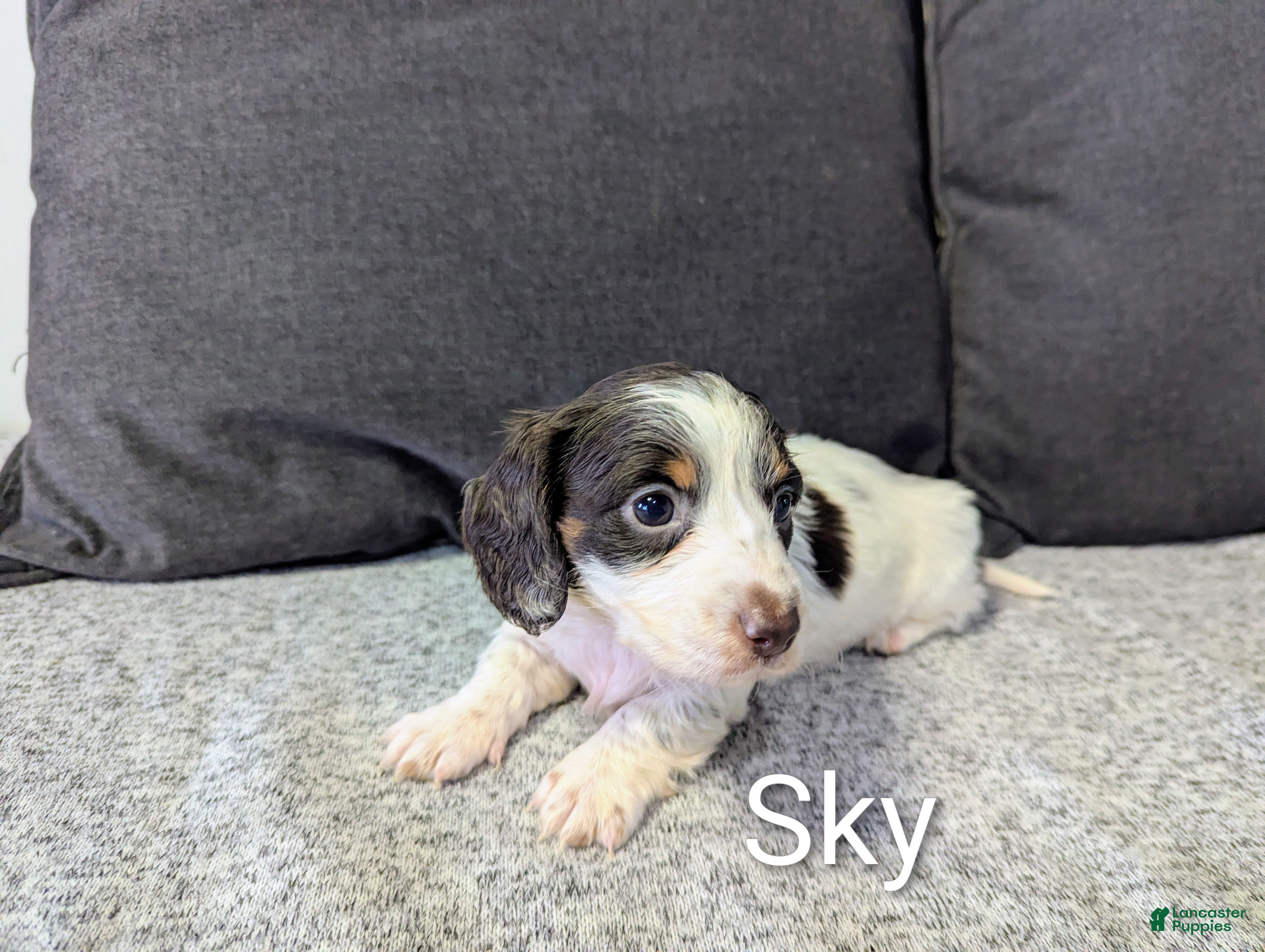 Miniature Dachshund dogs Sky - Ad 32