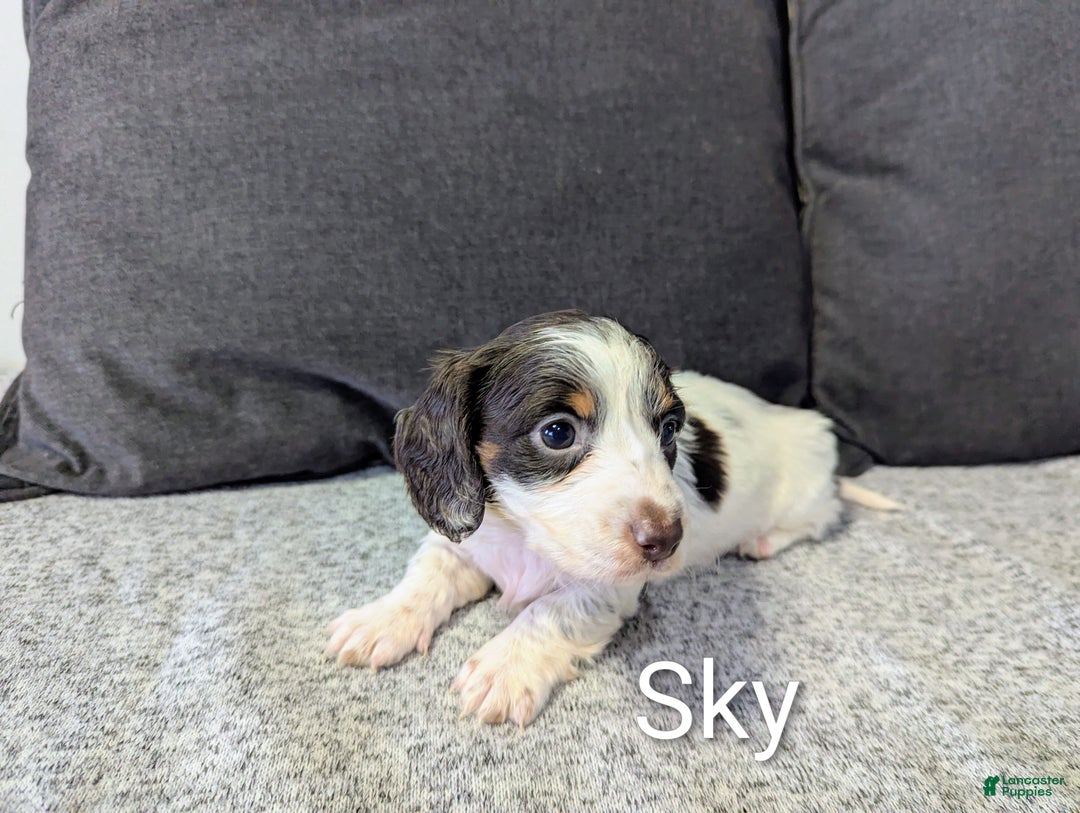 Miniature Dachshund dogs for sale: Sky - Ad 1