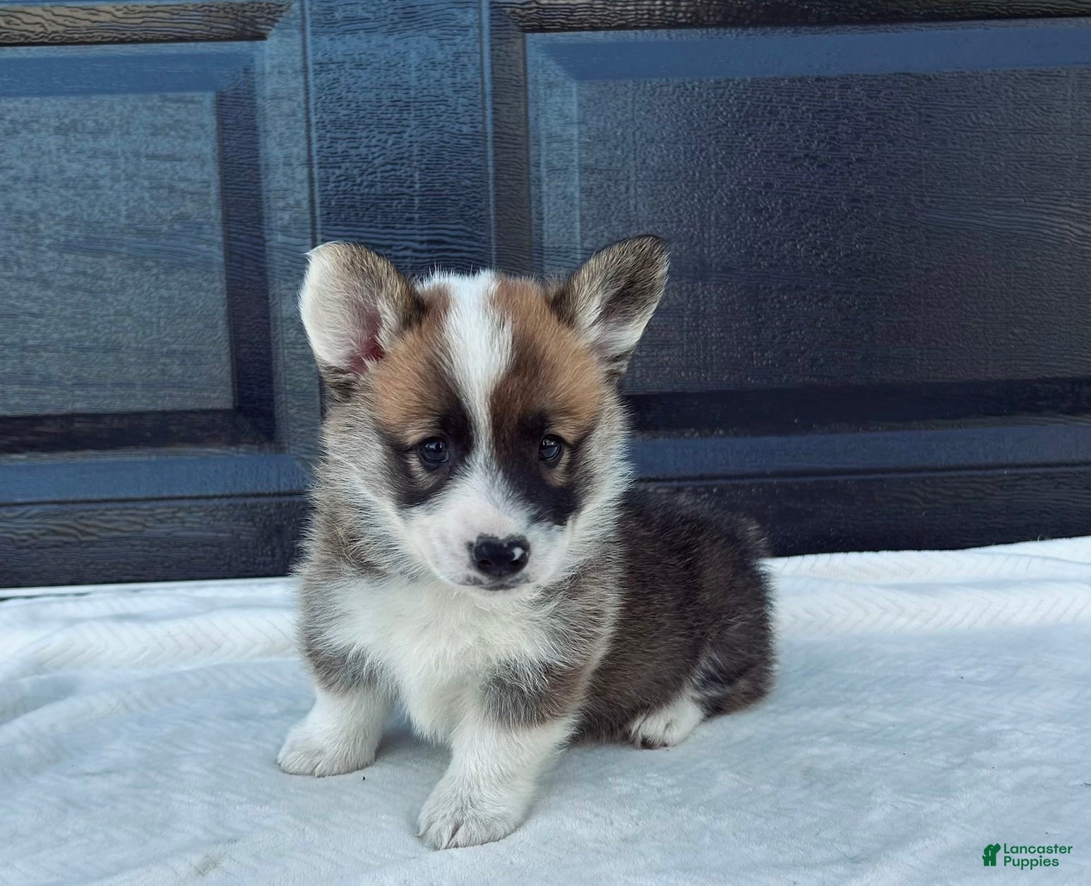 Welsh Corgi Pembroke dogs Johnny Welsh Corgi Pembroke Puppy  - Ad 1