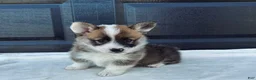 Welsh Corgi Pembroke dogs for sale: Johnny Welsh Corgi Pembroke Puppy  - Ad 1