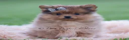 Pomeranian dogs for sale: Fuego - Ad 4