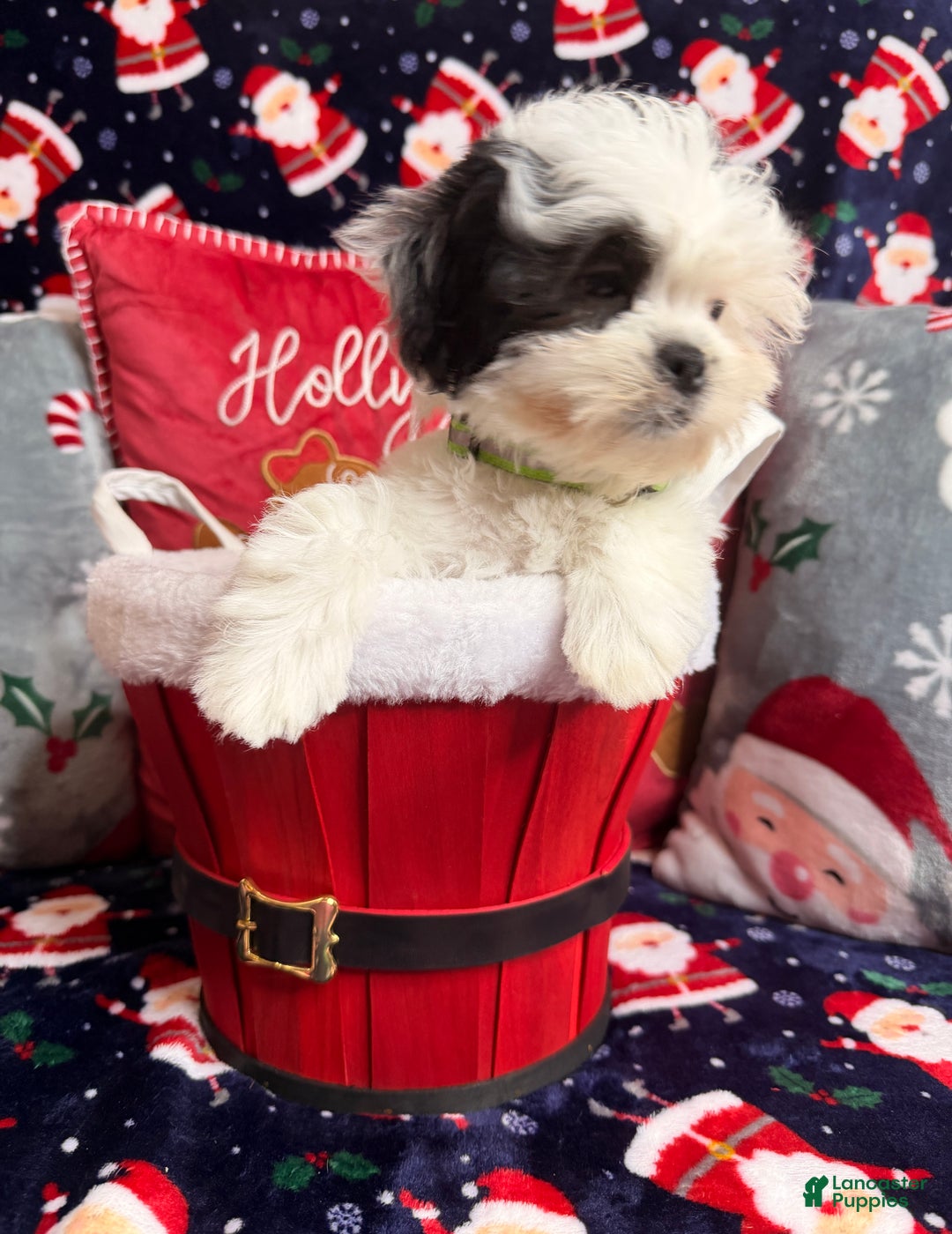 Malshi dogs for sale: Heibai - Ad 10