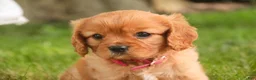 Cavalier King Charles Spaniel dogs for sale: Luna Cavalier King Charles Spaniel  - Ad 8