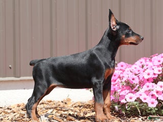 Doberman Pinscher dogs Sara - Ad 23