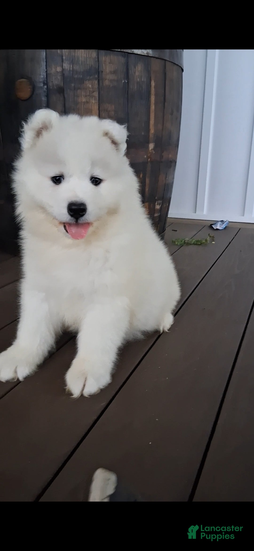 Samoyed dogs Fiona  - Ad 1
