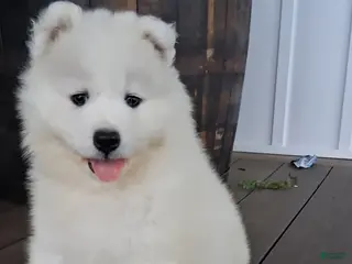 Samoyed dogs for sale: Fiona - Ad 2