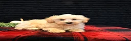 Maltipoo dogs for sale: Lyle - Ad 5
