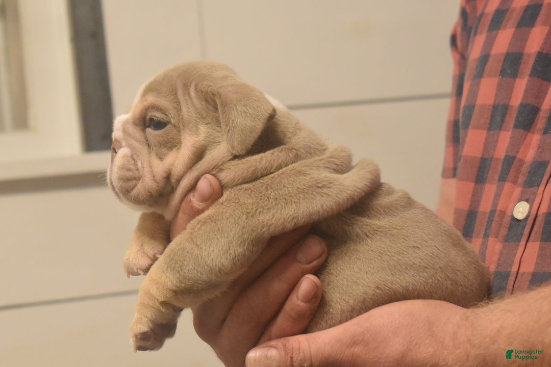 English Bulldog dogs for sale: Clove - Ad 2
