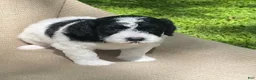 Mixed Breed dogs for sale: Strudel - Ad 7