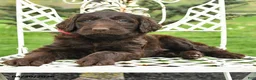 Labradoodle dogs for sale: Carol  - Ad 2