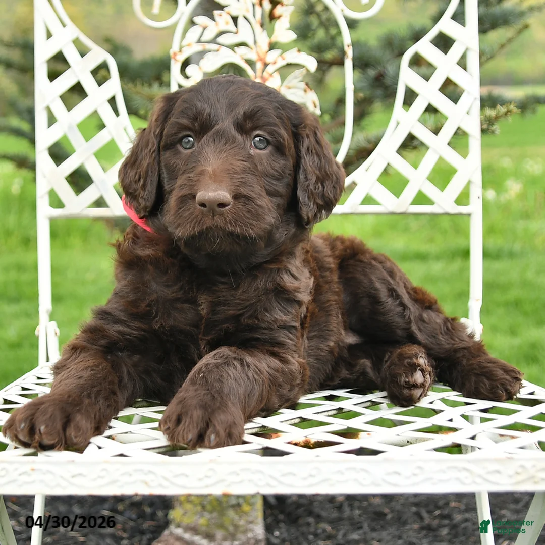 Labradoodle dogs for sale: Carol  - Ad 2
