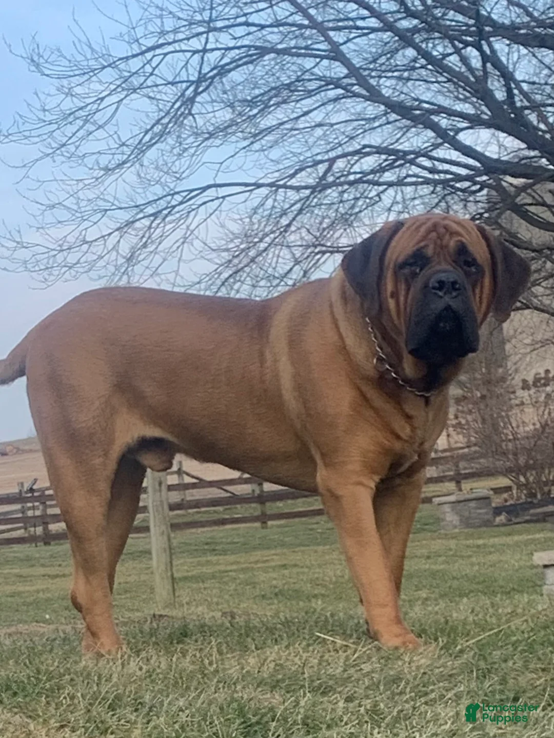 English Mastiff dogs for sale: Harley - Ad 2
